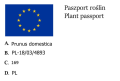 Śliwa RENKLODA ALTHANA w doniczce