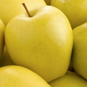 Jabloň GOLDEN DELICIOUS v kvetináči