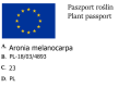 Aronia czarna - krzew w doniczce