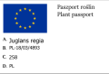 Orzech włoski JACEK w doniczce