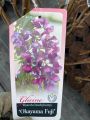 Wisteria Glicynia OKAYAMA FUJI