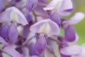 Wisteria Glicynia OKAYAMA FUJI