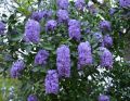 Wisteria Glicynia OKAYAMA FUJI