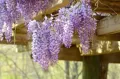 Wisteria Glicynia OKAYAMA FUJ