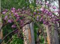 Wisteria LILAC ROSE 160cm