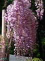Wisteria LILAC ROSE 160cm