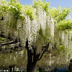 Wisteria glicínia 'Longissima Alba' 160 cm očkovaná