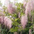 Wisteria LILAC ROSE 160cm