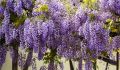 Wisteria Glicynia OKAYAMA FUJI