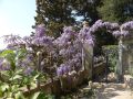 Wisteria Glicynia OKAYAMA FUJI