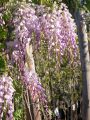 Wisteria Glicynia LILAC ROSE 160cm
