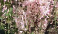 Wisteria Glicynia LILAC ROSE 160cm