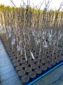 Wisteria Glicynia LILAC ROSE 160cm