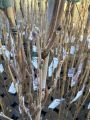 Wisteria Glicynia LILAC ROSE 160cm