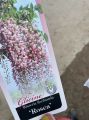 Wisteria Glicynia ROSEA
