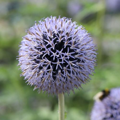 Svetlica farbiarska