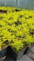 Trawa Hakonechloa smukła ALL GOLD