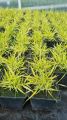 Trawa Hakonechloa MULLED WINE