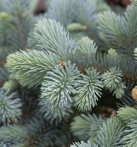 GLAUCA GLOBOSA smrek na kmeni