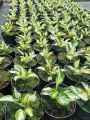 Funkia - Hosta FIRE AND ICE