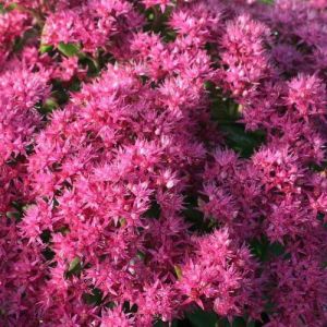 Sedum CLASS ACT