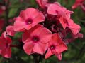 Floks wiechowaty SWEET SUMMER RED