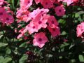Floks wiechowaty SWEET SUMMER RED