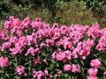 Floks wiechowaty SWEET SUMMER RED