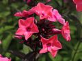 Floks wiechowaty SWEET SUMMER RED