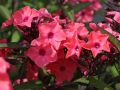 Floks wiechowaty SWEET SUMMER RED