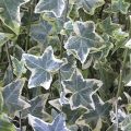 Bluszcz pospolity VARIEGATA