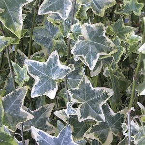 Brečtan VARIEGATA