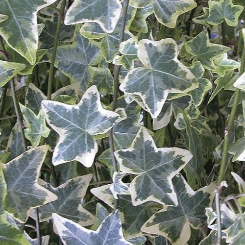 Brečtan VARIEGATA
