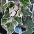 Bluszcz pospolity VARIEGATA