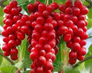 Schizandra čínska