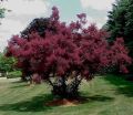 Perukowiec FOLLIS PURPUREIS