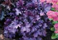Żurawka FOREVER PURPLE