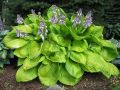 Funkia - Hosta SUM & SUBSTANCE 4-letnia