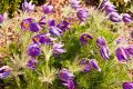 Sasanka Zwyczajna DARK BLUE VIOLET