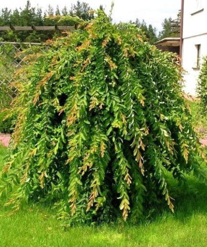 Vrba INTEGRA - Pendula