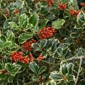Ostrokrzew kolczasty ARGENTEA MARGINATA