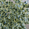 Ostrokrzew kolczasty ARGENTEA MARGINATA