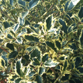Ostrokrzew kolczasty ARGENTEA MARGINATA