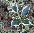 Ostrokrzew kolczasty ARGENTEA MARGINATA