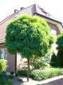 Akacja ROBINIA UMBRACULIFERA