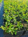 Lagerstroemia RED IMPERATOR