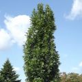Dąb błotny GREEN PILLAR