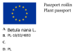Brzoza karłowata NANA