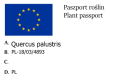 Dąb błotny.png