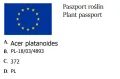Klon pospolity